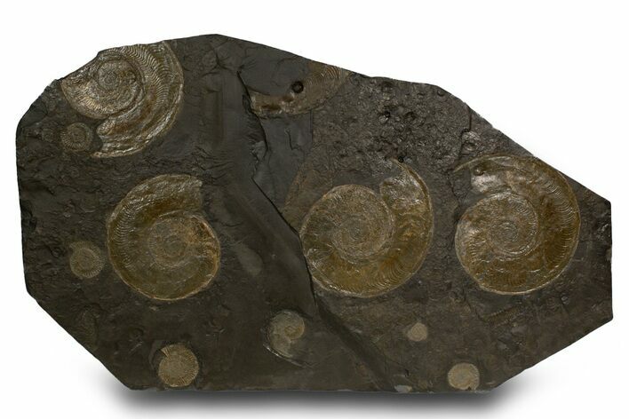 Plate of Jurassic Ammonite Fossils - Posidonia Shale, Germany #302964